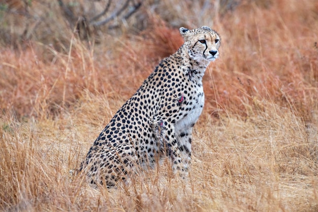Cheetah wounded in kruger park south africa