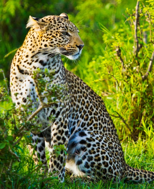 Cheetah zit bij planten in het bos