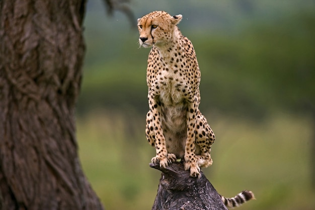 Cheetah zit op een boom in de savanne.