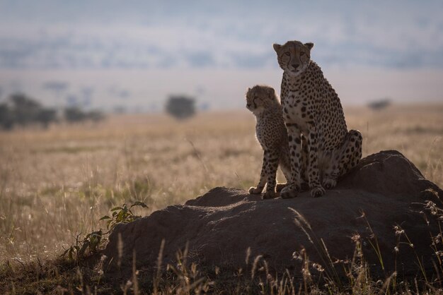 Foto cheetah zit op een rots in de dierentuin