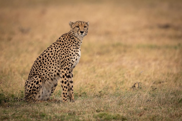 Cheetah zit op het veld in de dierentuin