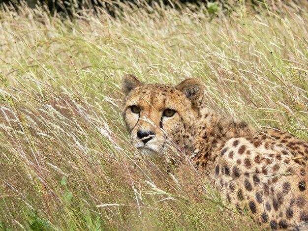 Cheetah in a zoo environment