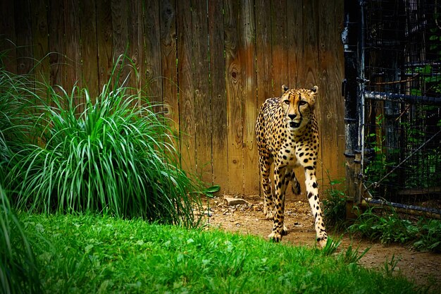 Cheetah in zoo