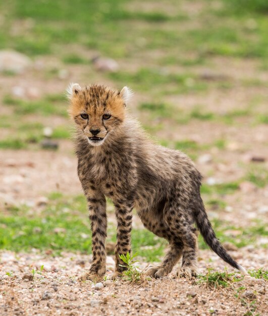 セレンゲティ国立公園のチーターカブ