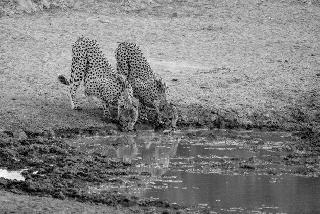 Foto cheetahs drinken water uit de vijver