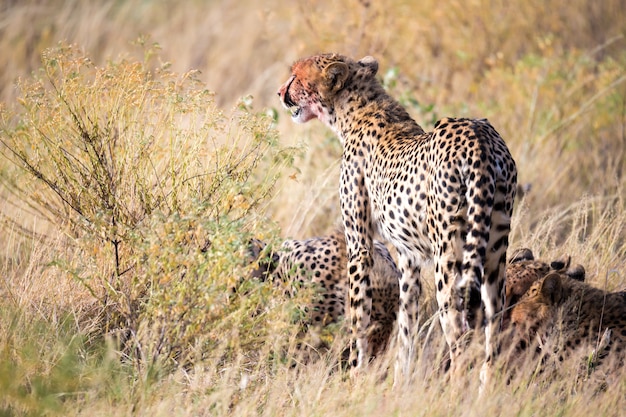 Cheetahs eating in the middle of the grass