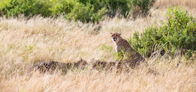 The cheetahs eating in the middle of the grass