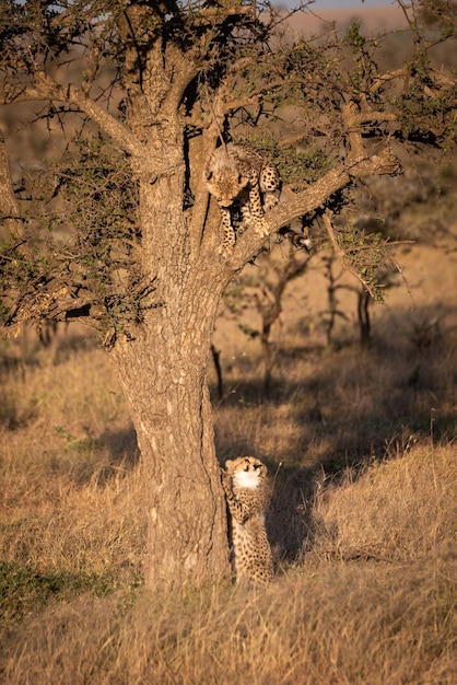 Photo cheetahs on field in forest