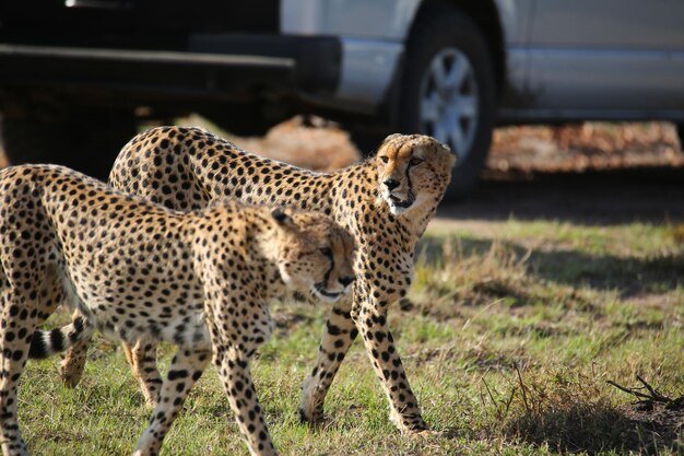 Photo cheetahs in a field