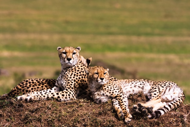 Cheetahs on the hill