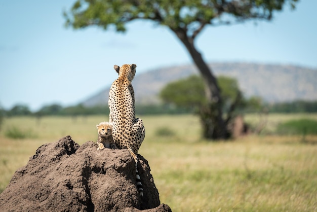 写真 岩の上に座っているチーター