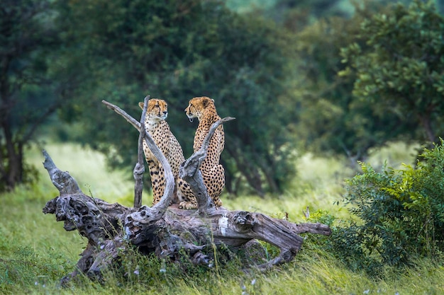 Photo cheetahs sitting on tree trunk