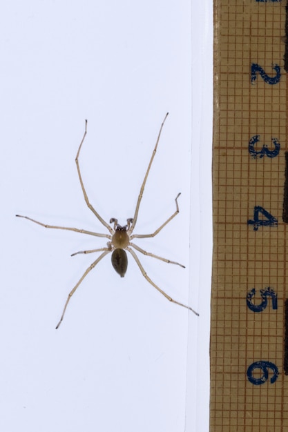 Cheiracanthium sp. - Cheiracanthiidae. Spin geïsoleerd op een witte achtergrond.