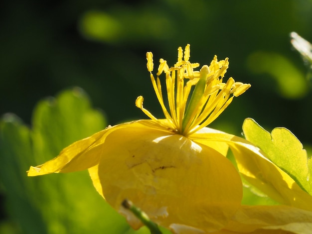 Chelidonium flower