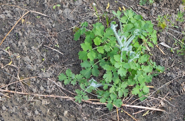 Chelidonium majus medicinale plant met vele voordelen die in de natuur groeien