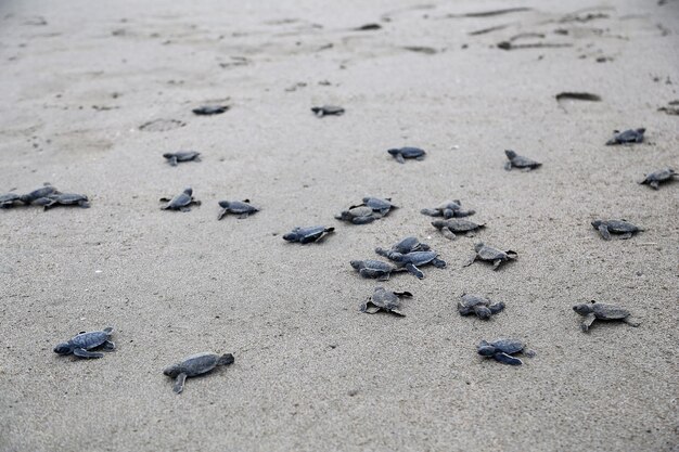 Хелония Мидас. Новорожденная черная зеленая морская черепаха бегает по пляжным пескам в Средиземном море