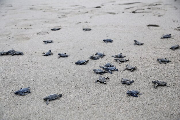 チェロニアマイダス。地中海のビーチの砂の上を走る新生児の黒い緑のウミガメ