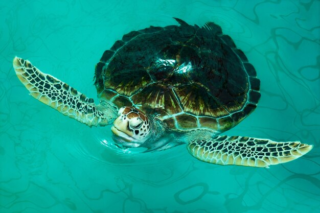 Фото chelonia mydas на пруду.