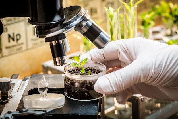 chemical laboratory during test the pesticides
