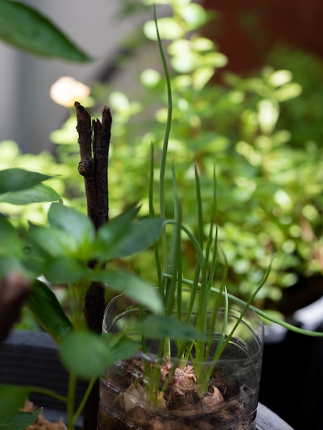 Foto chemicaliënvrije groenten. diy keukenplant. jonge spruitgroente