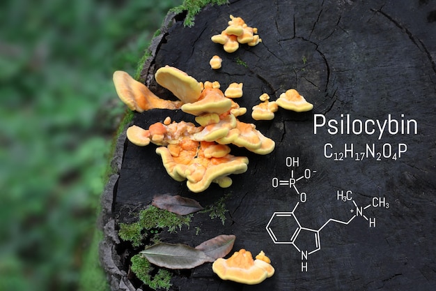 Chemische formule van psilocybine op een schoolbord paddo's. Psilocybine-paddenstoelen, een psychedelische drug die hallucinaties veroorzaakt