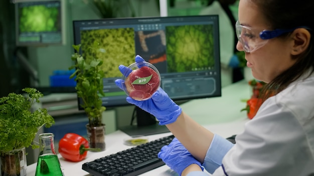 Chemist researcher holding petri dish with vegan meat in hands while typing genetic mutation on computer. Scientist researcher examining food genetically modified using chemical substance working in m