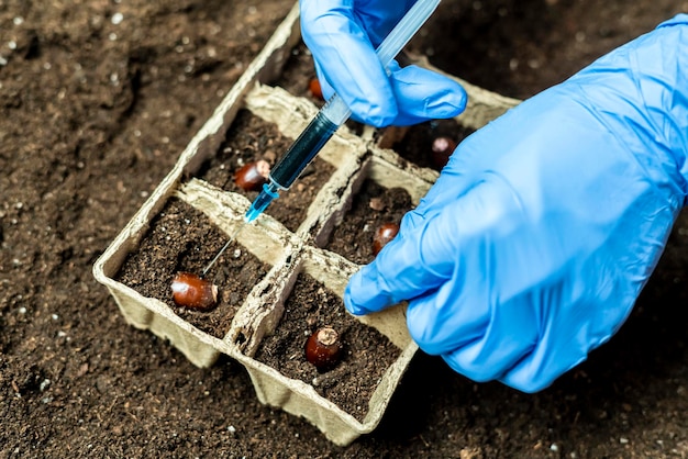 Chemists hands inject liqyid with syringe in sapling b