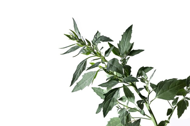 Chenopodium album plant isolated on white background studio shot crop image