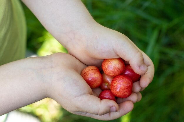 子供の手にある庭の木からのサクランボ、またはまだ枝の健康なproductecoバイオフルーツの未熟なサクランボ