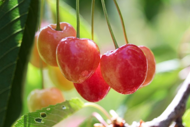 Cherries hanging on a cherry tree branch