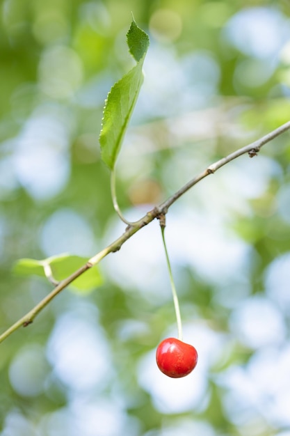 Cherries hanging on a cherry tree branch