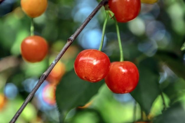 Cherries ripen in the garden on a treeRipe cherries on a tree