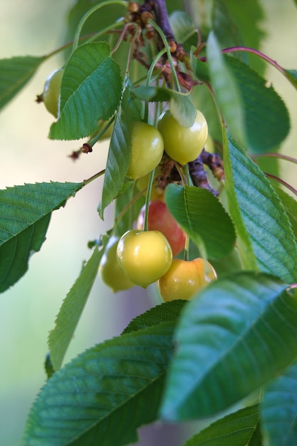 cherries ripening on a tree