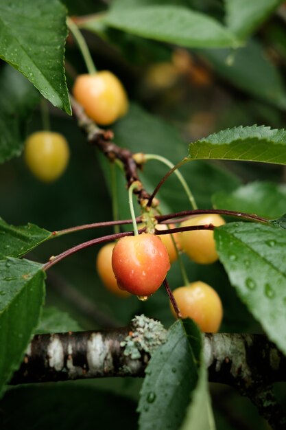 Cherries on tree