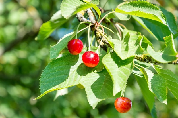 Cherries on the tree