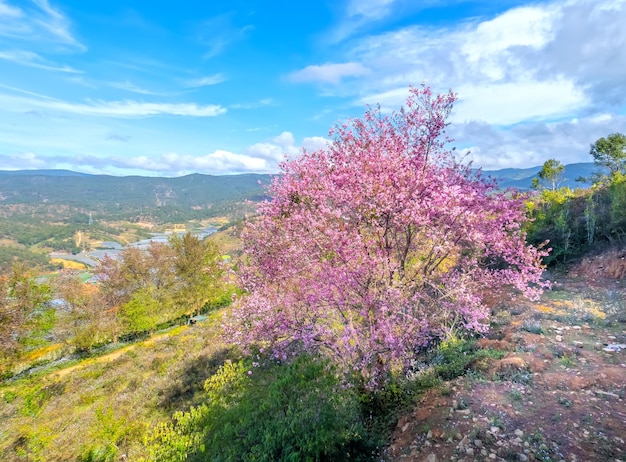 Foto l'albero di albicocche fiorisce brillantemente la mattina di primavera sul pendio dell'altopiano di da lat