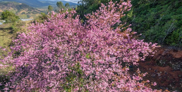 Foto l'albero di albicocche fiorisce brillantemente la mattina di primavera sul pendio dell'altopiano di da lat