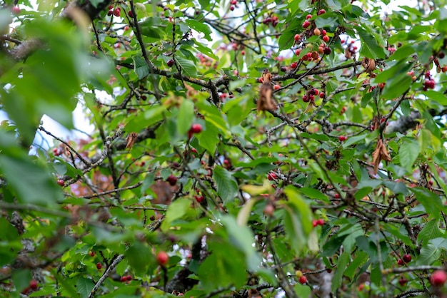 Cherry berries on a branch