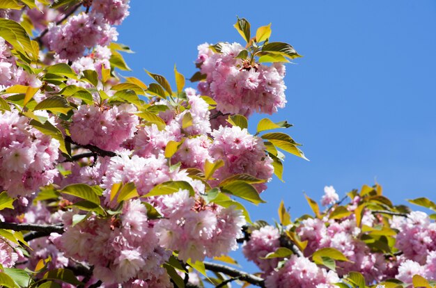 Cherry bloemen