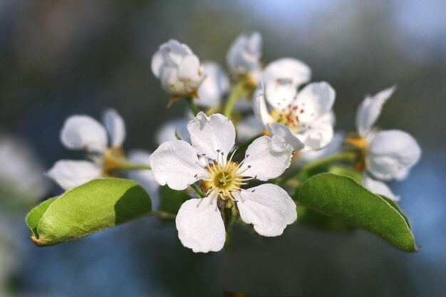 cherry bloor