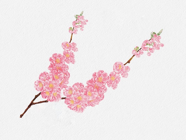 Photo cherry bloossom water colour hand paint on water paper illustration isolated beautiful natural pink sakura spring flower on white background
