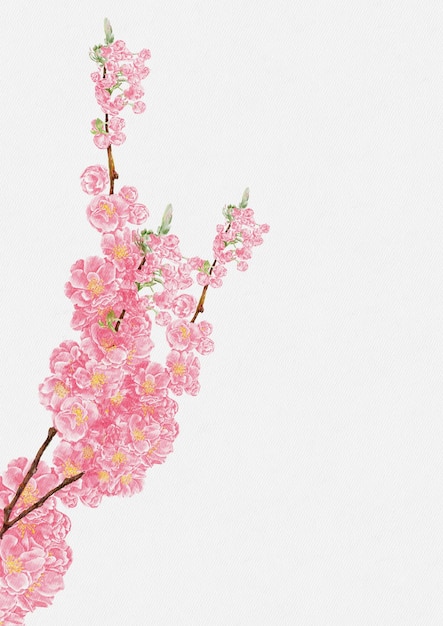 Foto cherry bloossom water kleur hand verf op water papier illustratie geïsoleerde mooie natuurlijke roze sakura lente bloem op witte achtergrond voor bruiloft uitnodiging moederdag of valentijn dagkaart