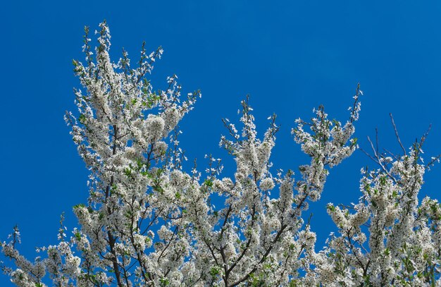 青い空を背景に桜