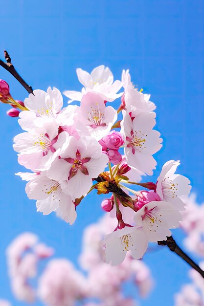 Cherry blossom against clear blue sky