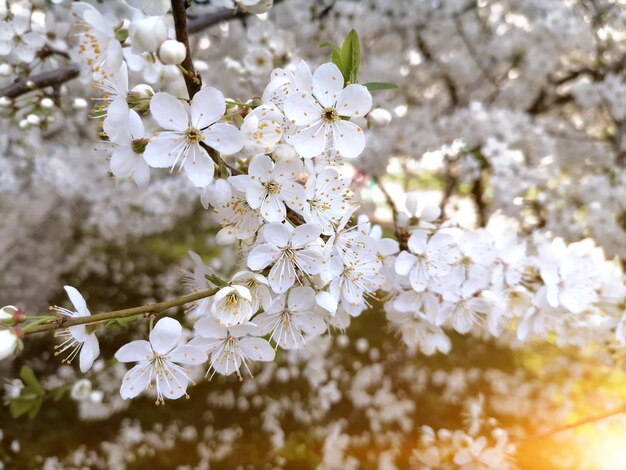 Cherry Blossom or apricot in a morning Sunlight