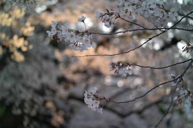 Cherry blossom background image.