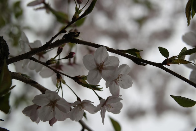 桜の背景画像です。