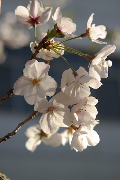 Cherry blossom background image.