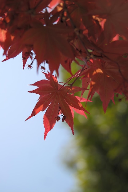 Cherry blossom background image.