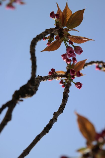 Cherry blossom background image.